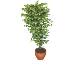 Ficus zel Starlight 1,75 cm   zmir Karyaka online iek gnderme sipari 