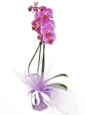  zmir Karyaka 14 ubat sevgililer gn iek  Kaliteli ithal saksida orkide