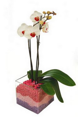  zmir Karyaka cicekciler , cicek siparisi  tek dal cam yada mika vazo ierisinde orkide