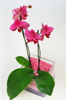  zmir Karyaka hediye iek yolla  tek dal cam yada mika vazo ierisinde orkide