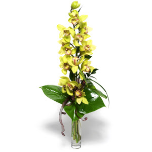  zmir Karyaka iek gnderme sitemiz gvenlidir  1 dal orkide iegi - cam vazo ierisinde -