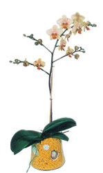  zmir Karyaka iek siparii vermek  Phalaenopsis Orkide ithal kalite