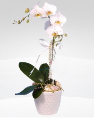 1 dall orkide saks iei  zmir Karyaka yurtii ve yurtd iek siparii 
