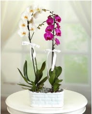 1 dal beyaz 1 dal mor yerli orkide saksda  zmir Karyaka iek online iek siparii 