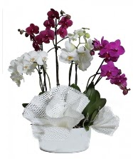4 dal mor orkide 2 dal beyaz orkide  zmir Karyaka 14 ubat sevgililer gn iek 