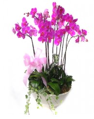 9 dal orkide saks iei  zmir Karyaka kaliteli taze ve ucuz iekler 