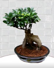 saks iei japon aac bonsai  zmir Karyaka iek maazas , ieki adresleri 