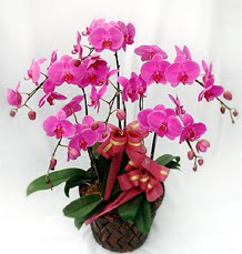 6 Dall mor orkide iei  zmir Karyaka 14 ubat sevgililer gn iek 