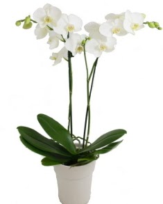 2 dall beyaz orkide  zmir Karyaka cicekciler , cicek siparisi 