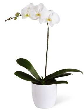 1 dall beyaz orkide  zmir Karyaka uluslararas iek gnderme 