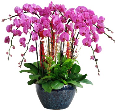 9 dall mor orkide  zmir Karyaka uluslararas iek gnderme 
