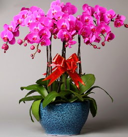 7 dall mor orkide  zmir Karyaka hediye sevgilime hediye iek 