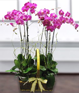 4 dall mor orkide  zmir Karyaka kaliteli taze ve ucuz iekler 