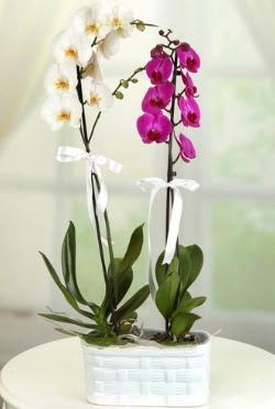 1 mor 1 dal beyaz thal orkide sepet ierisinde  zmir Karyaka iek servisi , ieki adresleri 
