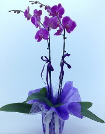 2 dall mor orkide  zmir Karyaka iek maazas , ieki adresleri 