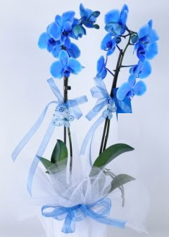 2 dall mavi orkide  zmir Karyaka iek siparii sitesi 