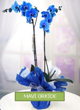 2 dall mavi orkide  zmir Karyaka internetten iek sat 