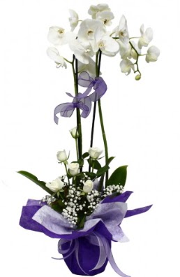 2 dall beyaz orkide 5 adet beyaz gl  zmir Karyaka hediye iek yolla 