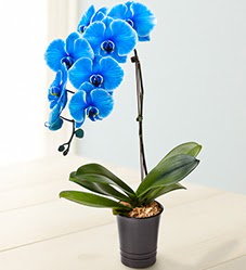 1 dall sper esiz mavi orkide  zmir Karyaka iek servisi , ieki adresleri 