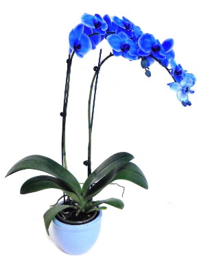 Seramikli 2 dall sper esiz mavi orkide  zmir Karyaka iek online iek siparii 