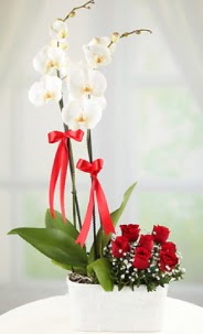 2 dall beyaz orkide ve 7 krmz gl  zmir Karyaka ucuz iek gnder 