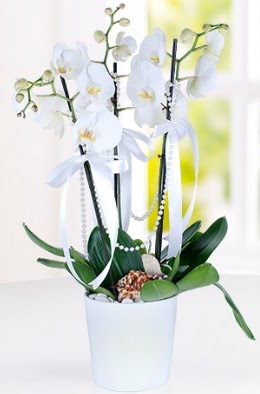 3 dall beyaz orkide  zmir Karyaka iek gnderme sitemiz gvenlidir 
