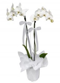 2 dall beyaz orkide  zmir Karyaka kaliteli taze ve ucuz iekler 