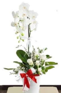 Tek dall beyaz orkide 5 beyaz gl  zmir Karyaka ieki maazas 