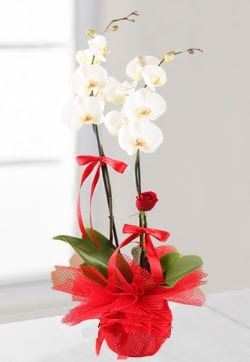 2 dall beyaz orkide ve 1 adet krmz gl  zmir Karyaka 14 ubat sevgililer gn iek 