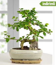 S eklinde ithal gerek bonsai japon aac  zmir Karyaka iek siparii sitesi 