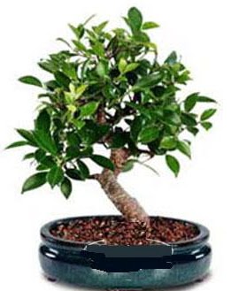5 yanda japon aac bonsai bitkisi  zmir Karyaka 14 ubat sevgililer gn iek 