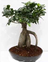 5 yanda japon aac bonsai bitkisi  zmir Karyaka iek siparii sitesi 