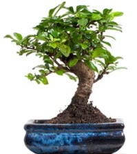 5 yanda japon aac bonsai bitkisi  zmir Karyaka ieki telefonlar 