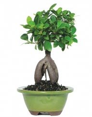 5 yanda japon aac bonsai bitkisi  zmir Karyaka online iek gnderme sipari 