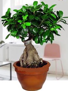 5 yanda japon aac bonsai bitkisi  zmir Karyaka iek siparii vermek 
