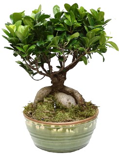 Japon aac bonsai saks bitkisi  zmir Karyaka iek yolla , iek gnder , ieki  
