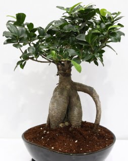 Japon aac bonsai saks bitkisi  zmir Karyaka iek gnderme sitemiz gvenlidir 