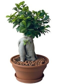 Japon aac bonsai saks bitkisi  zmir Karyaka iek yolla 