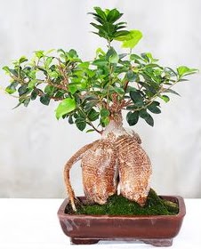 Japon aac bonsai saks bitkisi  zmir Karyaka iek , ieki , iekilik 
