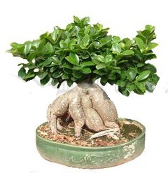 Japon aac bonsai saks bitkisi  zmir Karyaka iek yolla 