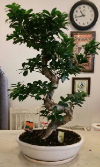 100 cm yksekliinde dev bonsai japon aac  zmir Karyaka iek yolla , iek gnder , ieki  