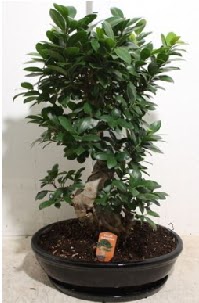 75 CM Ginseng bonsai Japon aac  zmir Karyaka ucuz iek gnder 