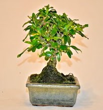 Zelco bonsai saks bitkisi  zmir Karyaka iek online iek siparii 