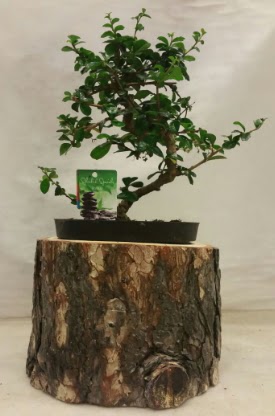 Doal ktk iinde bonsai japon aac  zmir Karyaka iek yolla , iek gnder , ieki  