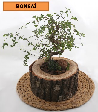 Doal aa ktk ierisinde bonsai bitkisi  zmir Karyaka nternetten iek siparii 
