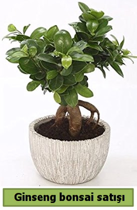 Ginseng bonsai japon aac sat  zmir Karyaka iek gnderme 