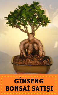 Ginseng bonsai sat japon aac  zmir Karyaka online iek gnderme sipari 