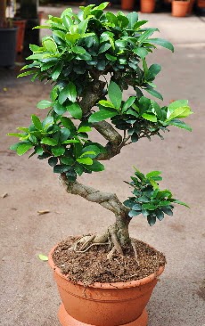 Orta boy bonsai saks bitkisi  zmir Karyaka iekiler 