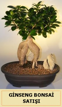 thal Ginseng bonsai sat japon aac  zmir Karyaka ieki maazas 