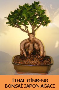 thal japon aac ginseng bonsai sat  zmir Karyaka iek yolla , iek gnder , ieki  